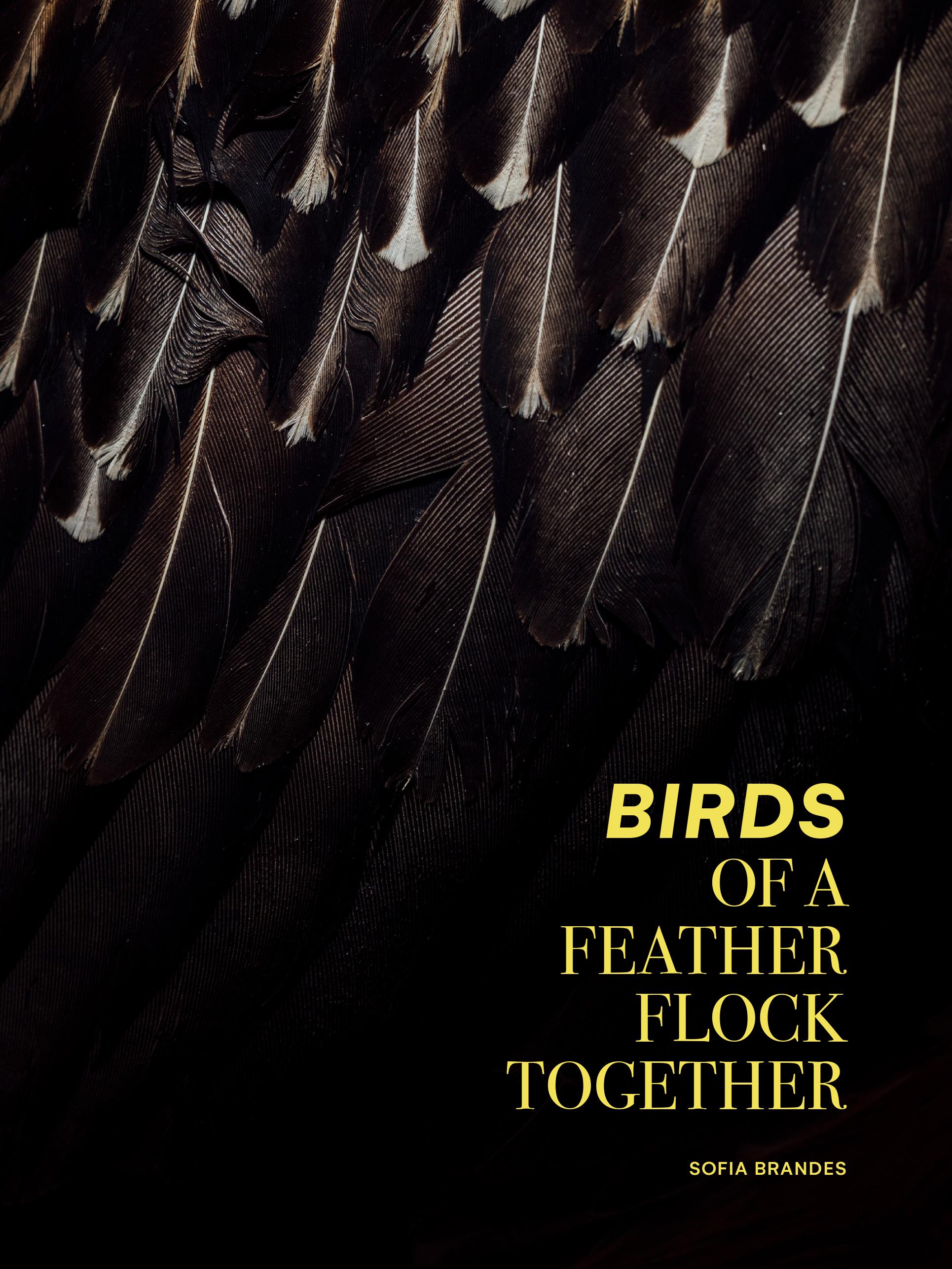 Titelbild des Buches "Bird of a Feather Flock Together"